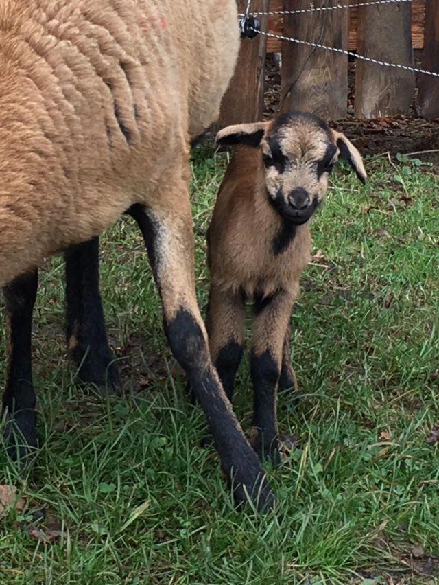 Kellerstoeckl-Am-Veganen-Bio-Lebenshof-Nur-Fuer-Hundefreunde-Empfohlen Villa Sulb Esterno foto