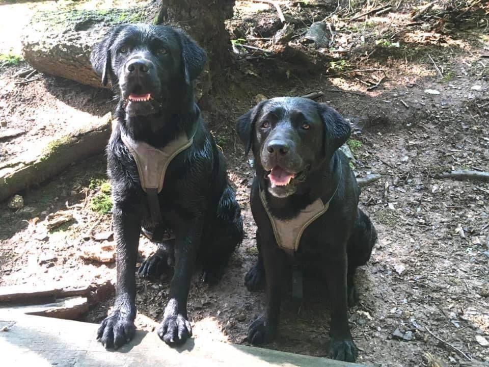 Kellerstoeckl-Am-Veganen-Bio-Lebenshof-Nur-Fuer-Hundefreunde-Empfohlen Villa Sulb Esterno foto