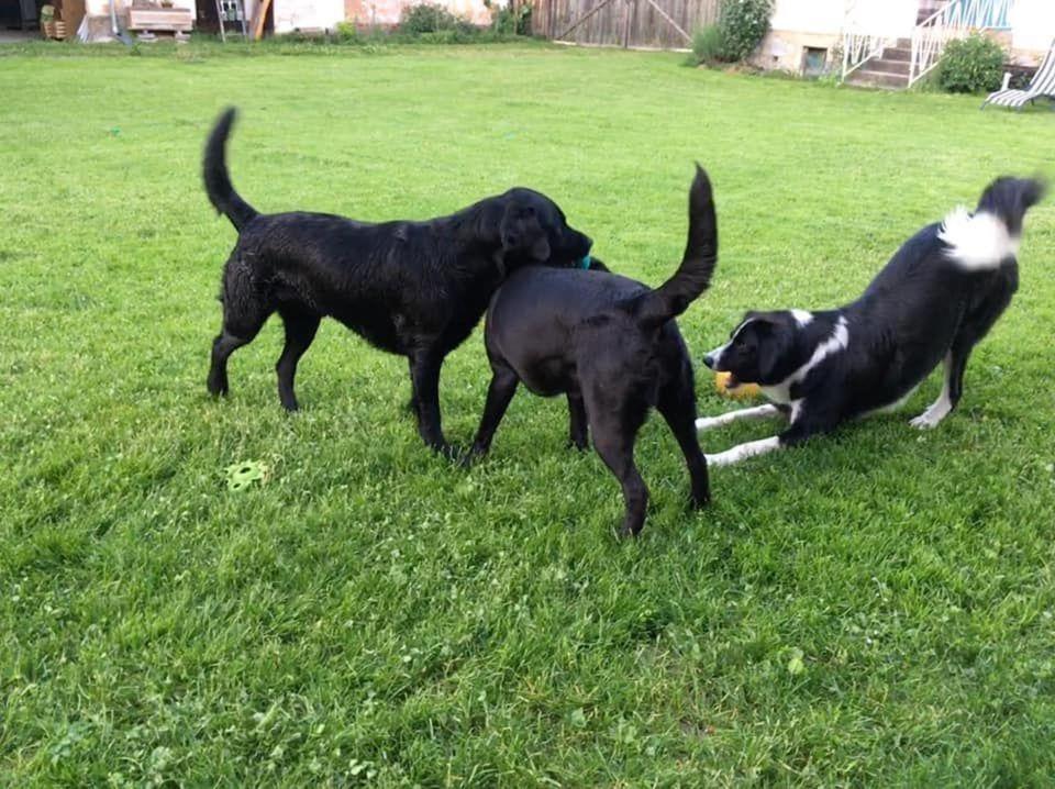 Kellerstoeckl-Am-Veganen-Bio-Lebenshof-Nur-Fuer-Hundefreunde-Empfohlen Villa Sulb Esterno foto