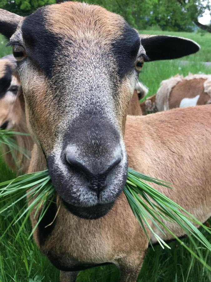 Kellerstoeckl-Am-Veganen-Bio-Lebenshof-Nur-Fuer-Hundefreunde-Empfohlen Villa Sulb Esterno foto